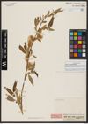 Foto von Salix acmophylla Boiss.